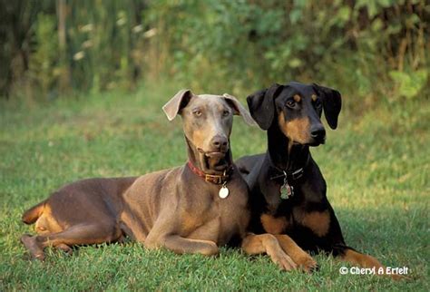 Doberman Pinscher With Uncropped Ears Lunawsome