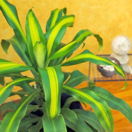 Available in a set of four, these ones stand at approximately. 10 Super Easy House Plants to Grow Indoor | Garden Mandy