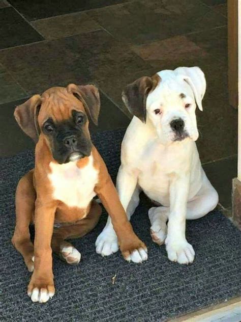 229 Best Beautiful Boxers Images On Pinterest Boxer Dogs