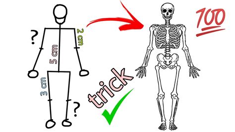 Human Skeleton Diagram How To Draw Human Skeleton Drawing Easy Youtube