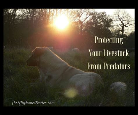 Tips For Protecting Your Livestock From Predators Raising Farm