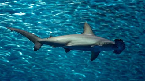 Stop Hammerhead Sharks And Pelagic Stingrays On The Open Sea Cam