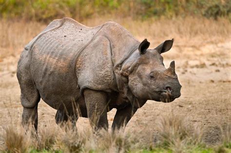 Survival Of The Greatest Greater One Horned Rhinos Save The Rhino