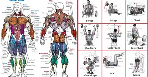 The Top Exercises For Each Muscle Group Bodydulding