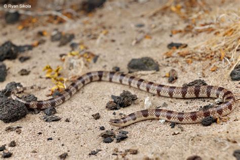 Mohave Shovel Nosed Snake Chionactis Occipitalis