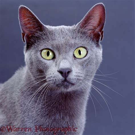 Grey Cat With Yellow Eyes Photo Wp02558