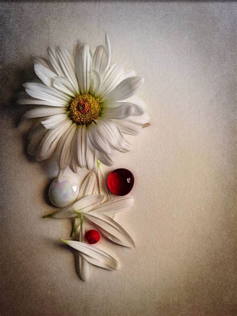 10 Still Life Composition Tips For Beginner Iphone Photographers