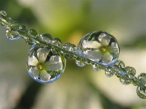 1920x1080px 1080p Free Download Dew Drops Reflection Drops Nature