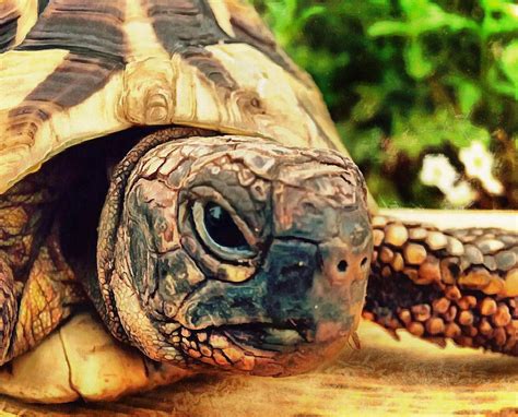 Tortoise And Turtle Free Stock Images 3