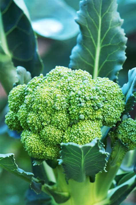 How To Grow Broccoli Healthier Steps