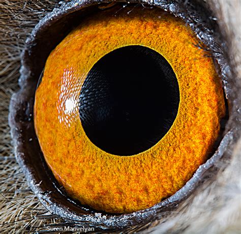 Amazing Macro Photos Of Animal Eyes Webvision