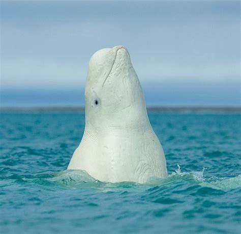 Beluga Whale White Pinterest