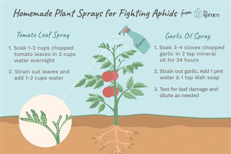 Homemade Organic Sprays For Fighting Aphids