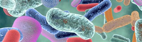 What Are Microbes Understanding Our Trillions Of Tiny Companions Uwf
