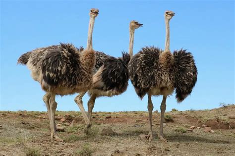 Why Do Emus Put Their Head In The Ground Save The Eagles