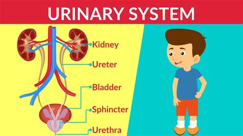 Functions Of Urinary System