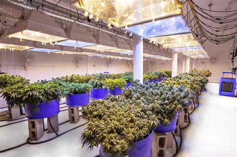 New Technologies Enhance Cannabis Production In Large Grow Facilities