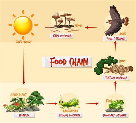 Food Chain Types Examples Definition And Faqs Knowledge Glow