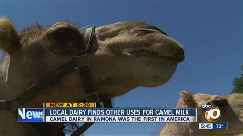 Local Dairy Finds Other Uses For Camel Milk Youtube