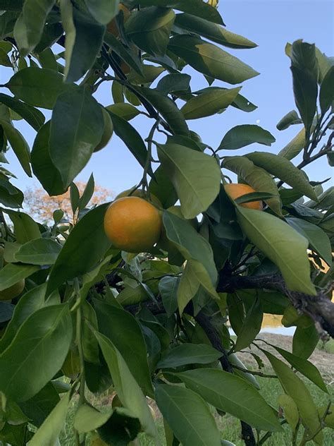 Photo Gallery S And J Mandarin Grove Organic Mandarin Oranges In