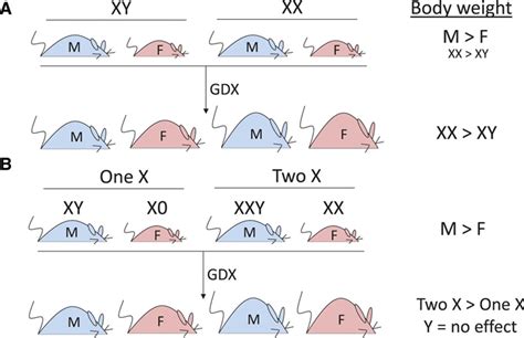 Sex Hormones And Sex Chromosomes Cause Sex Differences In The