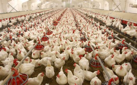 Steps To Start Successful Poultry Farming In Kenya Daily Press