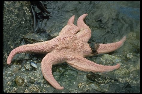 Giant Pink Sea Star Multi Agency Rocky Intertidal Network · Inaturalist