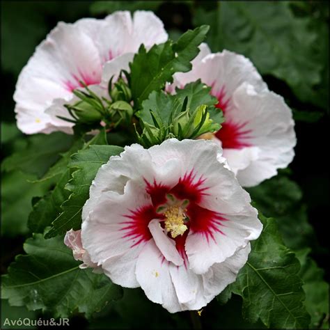 The Wonderful World Of Flowers View On Black Hibisco Flickr