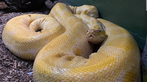 A 12 Foot Burmese Python Has Been Loose In A Louisiana Mall Store For