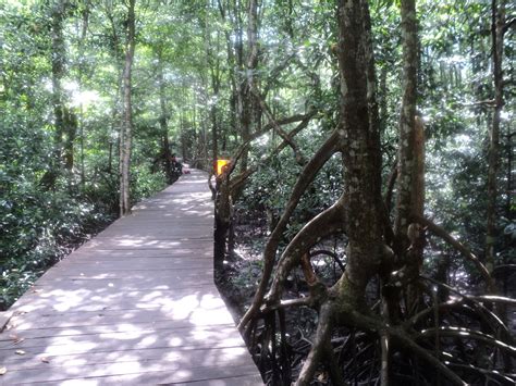 Belantara Borneo Kawasan Konservasi Hutan Mangrove Di Tarakan