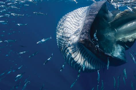 S 6 p o n s b o r e d e o f 6 m d z 0 7. Baleen whales have unique sensory organ - CMI Mobile