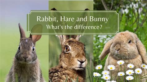 Bunny Vs Hares Vs Rabbit Whats The Difference Proto Animal