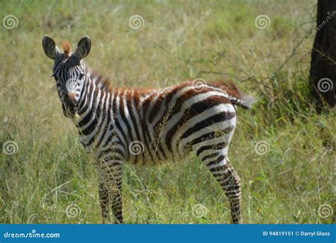 Baby Zebra On The Plains Of Africa Stock Image Image Of Plains