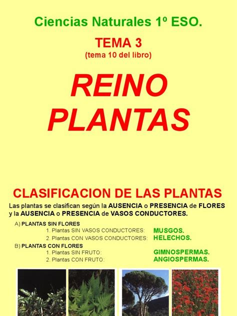 Presentación Del Tema 3 De Biología Y Geología De 1º De Eso El Reino