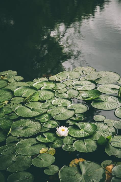 May You Live Like A Lotus At Home In The Muddy Water Nature Aesthetic