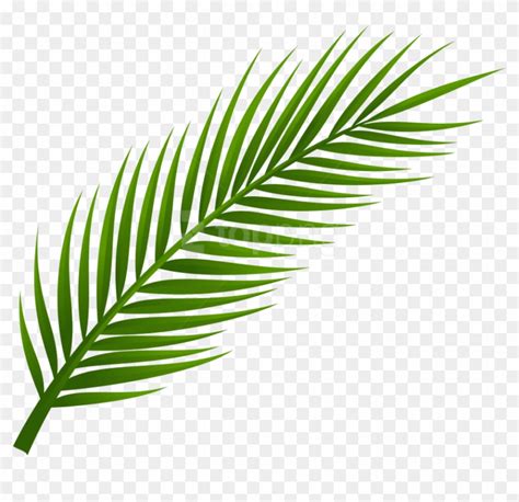 See the best library of photos and images from jooinn. Library of a palm leaf vector royalty free download png files Clipart Art 2019