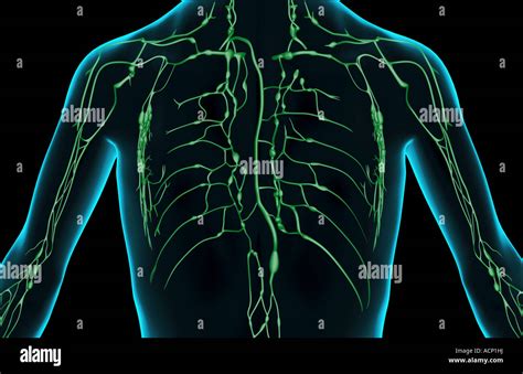 The Lymph Supply Of The Upper Body Stock Photo Alamy