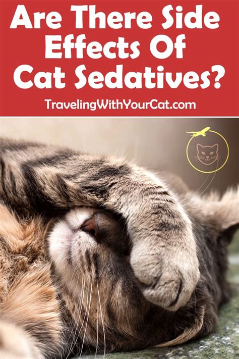 The first line treatment is a daily hormone replacement tablet called levothyroxine. All cat sedatives have side effects, but the specific ...