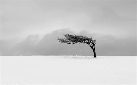 Wallpaper Trees Drawing Nature Minimalism Snow Branch Mist