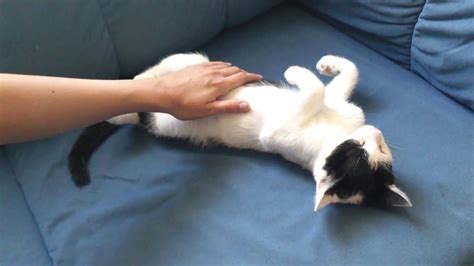 Kitty Gets Relaxing Massage Youtube