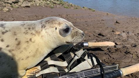Four Seal Pups Released Back Into Wild After Spending Months At Rspca