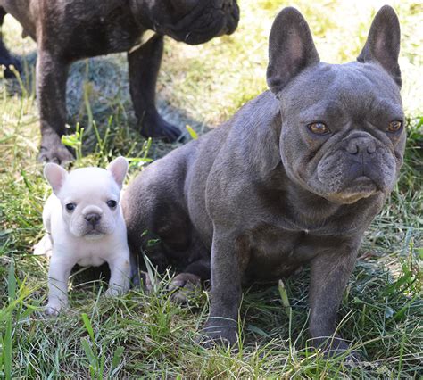 Teacup french bulldogs make perfect companion dogs because of their ability to love and be loyal quickly. Teacup French Bulldog Full Grown | amulette