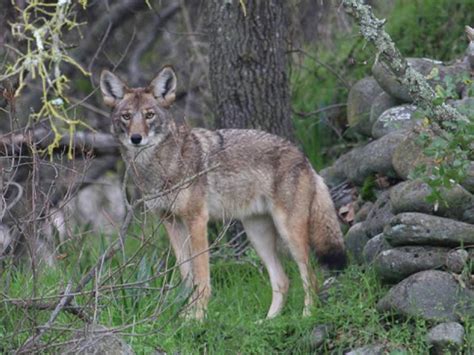 Coyote Outdoor Alabama