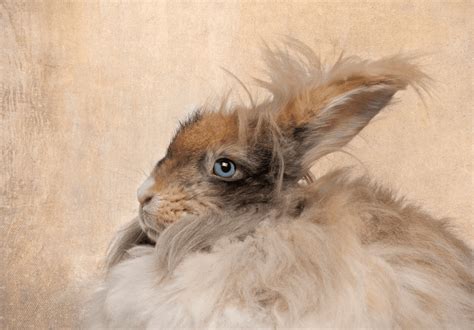 English Angora Rabbit Complete Guide And Top Facts