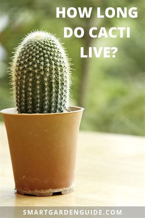 A plant that is wilting or turning brown is begging for attention. How Long Do Cacti Live | Cactus care, Cactus, Succulent care