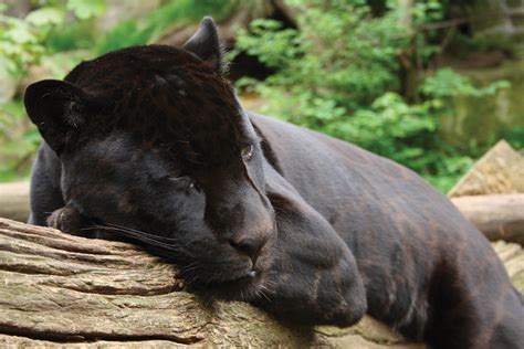 Pin By Sarikco On Bout It Bout It Animals Beautiful Black Jaguar