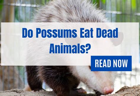 Do Possums Eat Dead Animals Qunelia