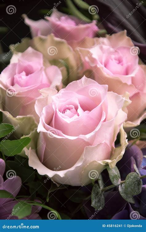 Delicate Pink Roses Closeup Stock Image Image Of Petal Black 45816241