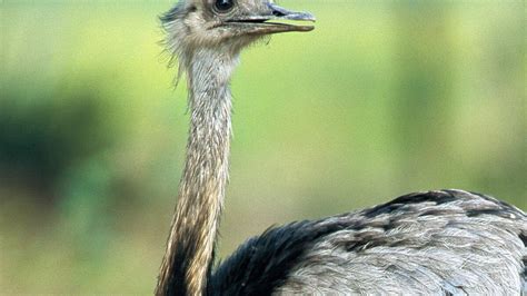 Greater Rhea National Geographic