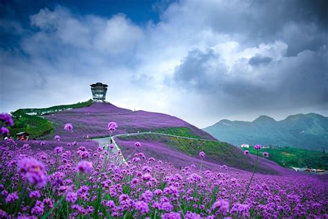 Purple Field Flowers China Wallpapers Wallpaper Cave